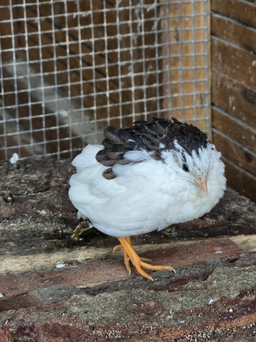 Čínska prepelica - 4