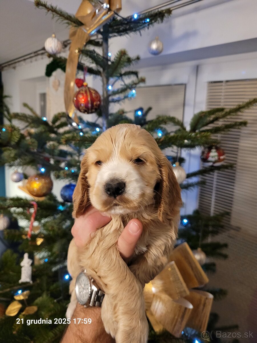 Anglický kokeršpaniel s rodokmeňom PL - 4