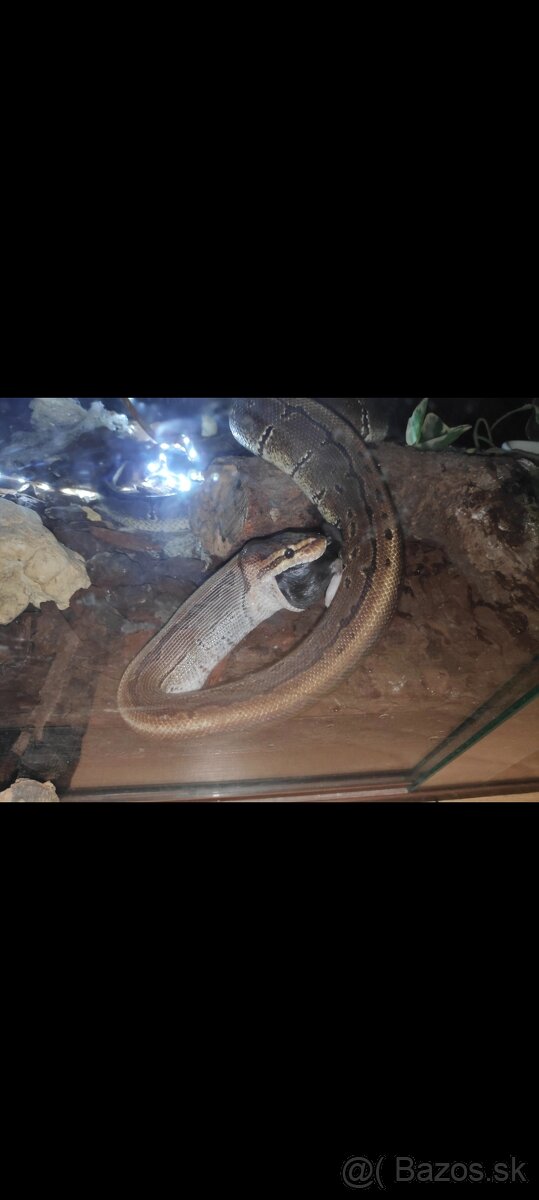 Python regius (Pytón Kráľovský) párik + tera - 4