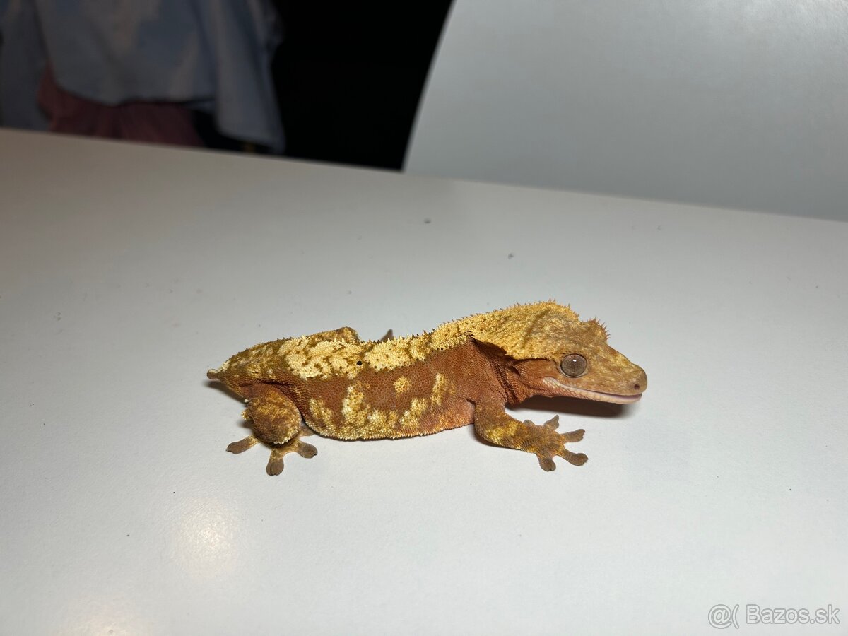 Pagekón Riasnatý - 4