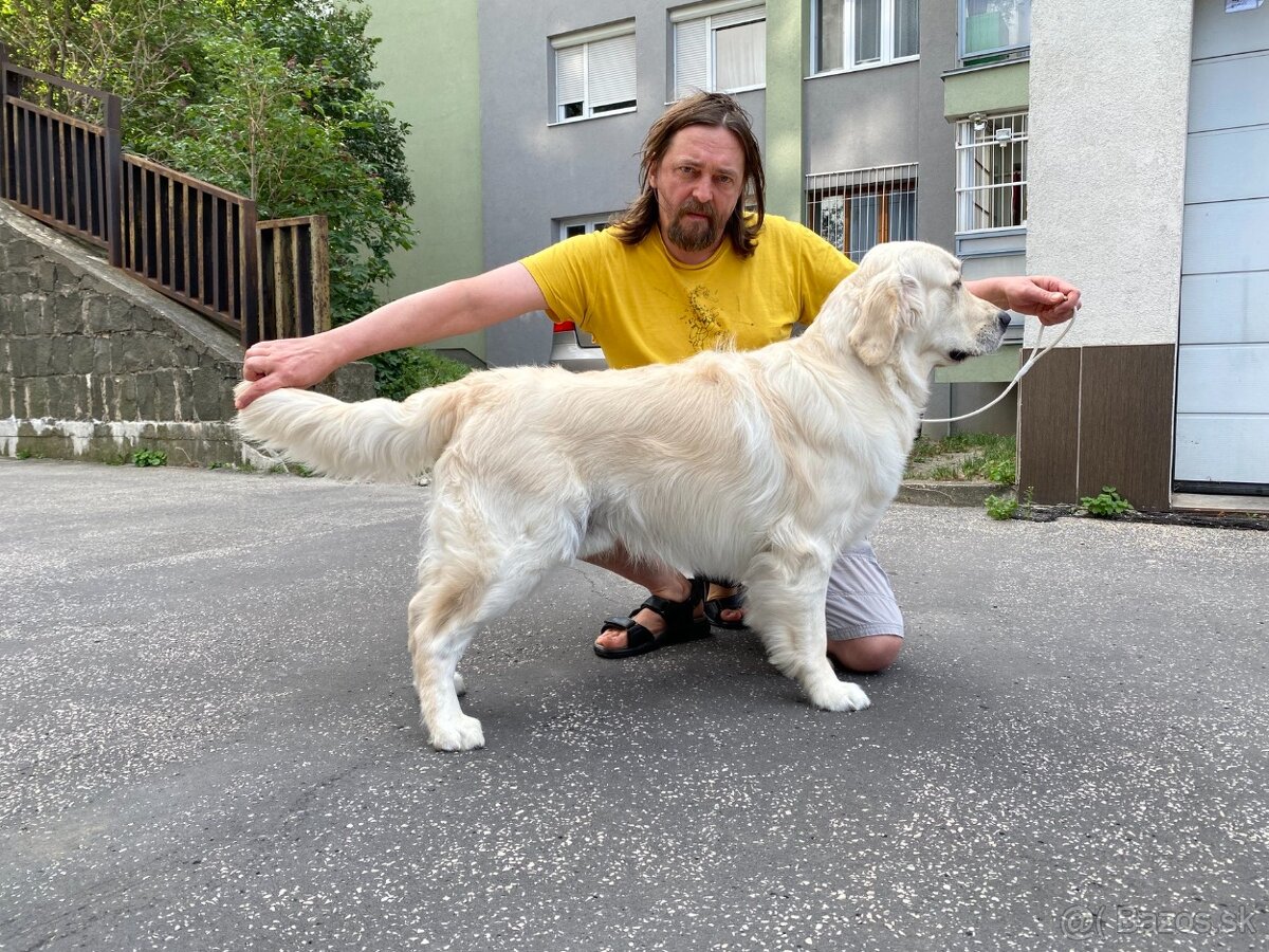 Zlaty retriever na krytie - 4