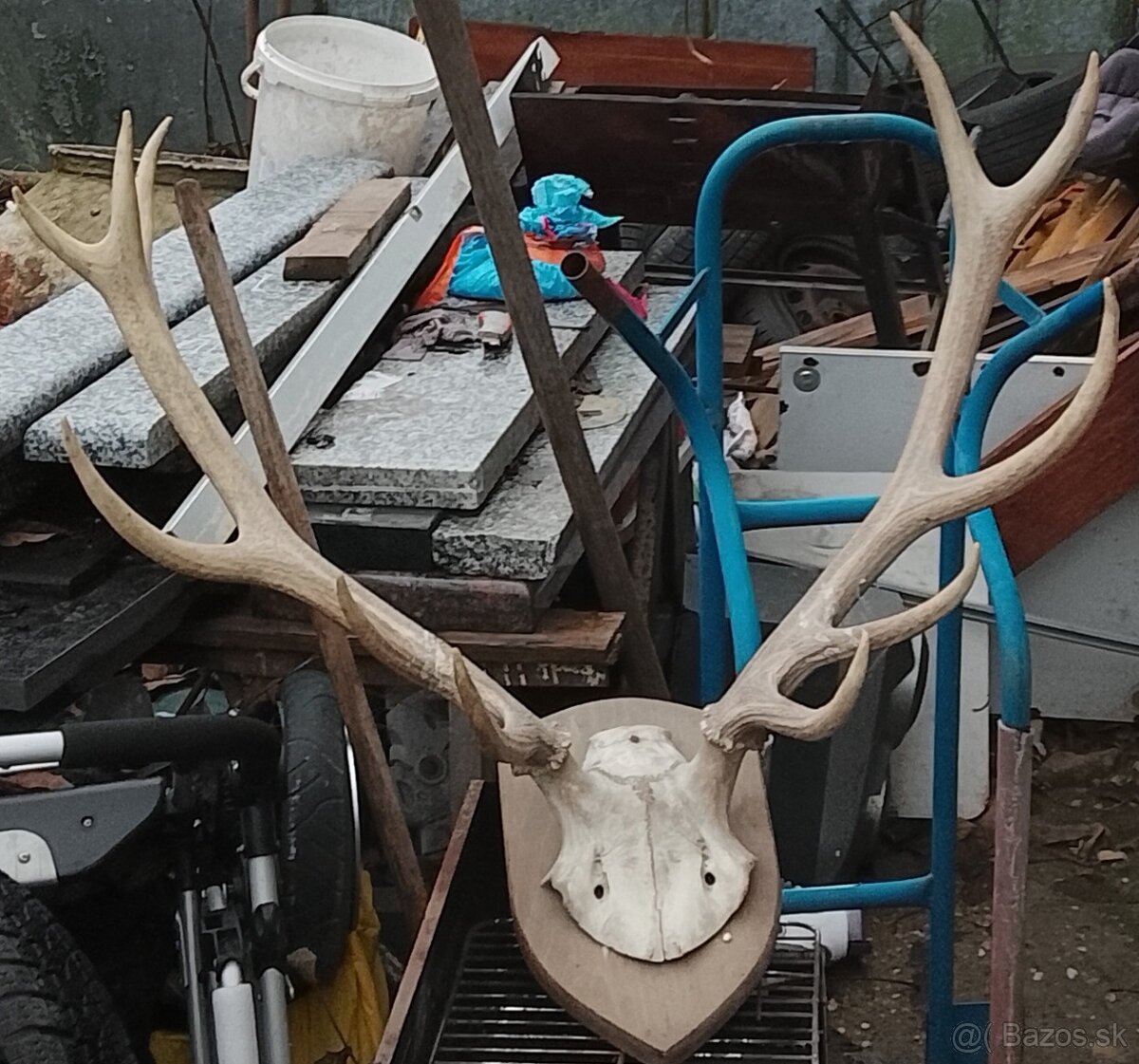 Predám parožie trofej - 4