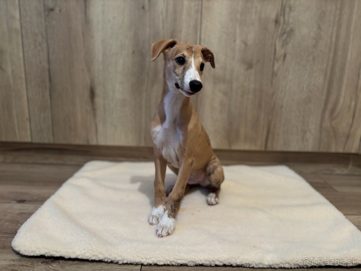 Šteniatka Vipet / Whippet - 4