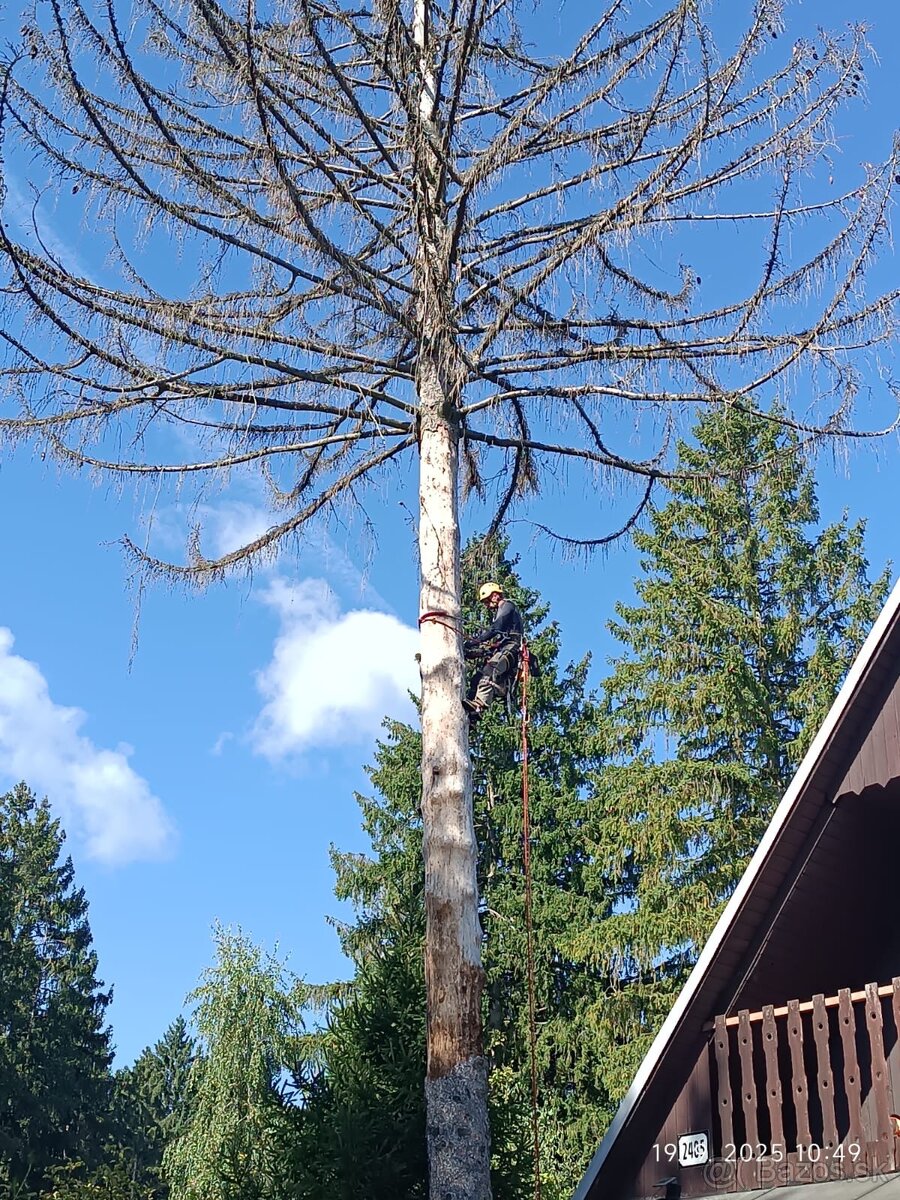 Spiľovanie, výrub, orez rizikových stromov - 4