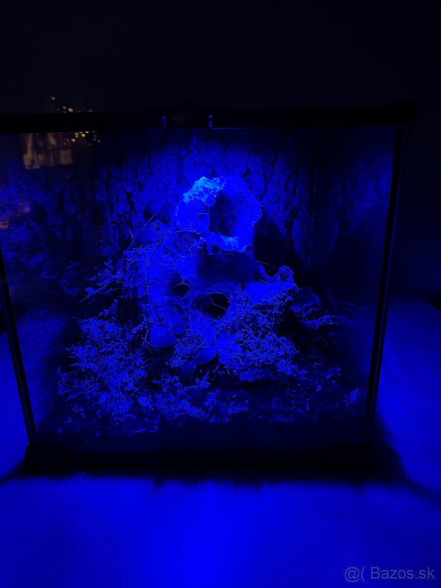 Dospelá samica Psalmopoeus cambridgei aj s výbavou - 4