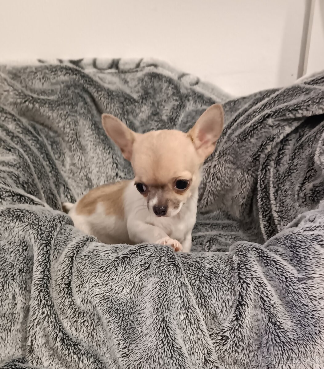 Civava kratkosrsta mini - 4