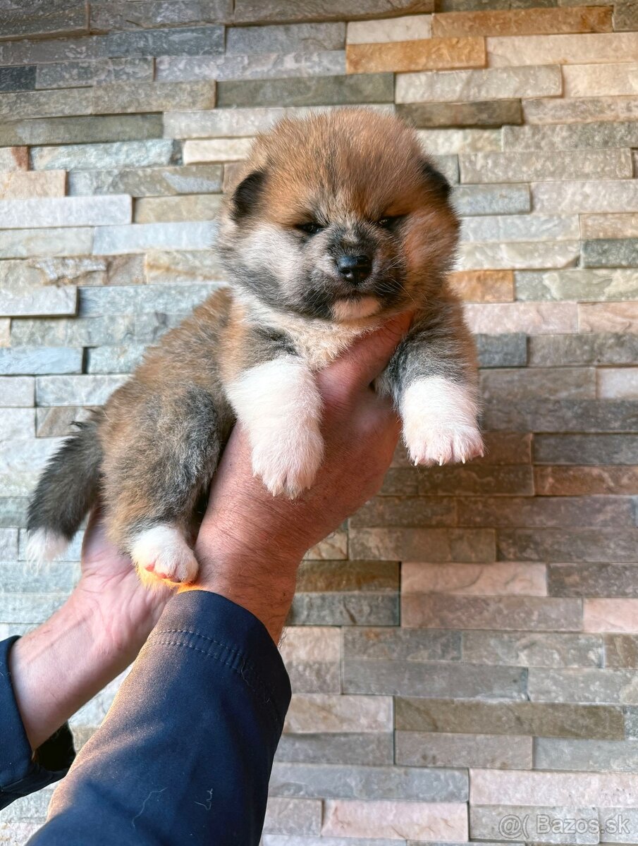 Akita Inu s PP - rodokmen FCI a AKIHO - 4