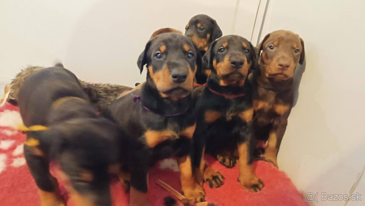 Doberman - kvalitní štěňata s PP - 4