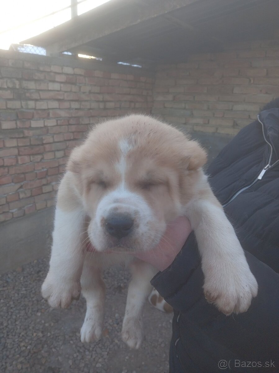 Stredoázijský ovčiak – šteniatka - 4