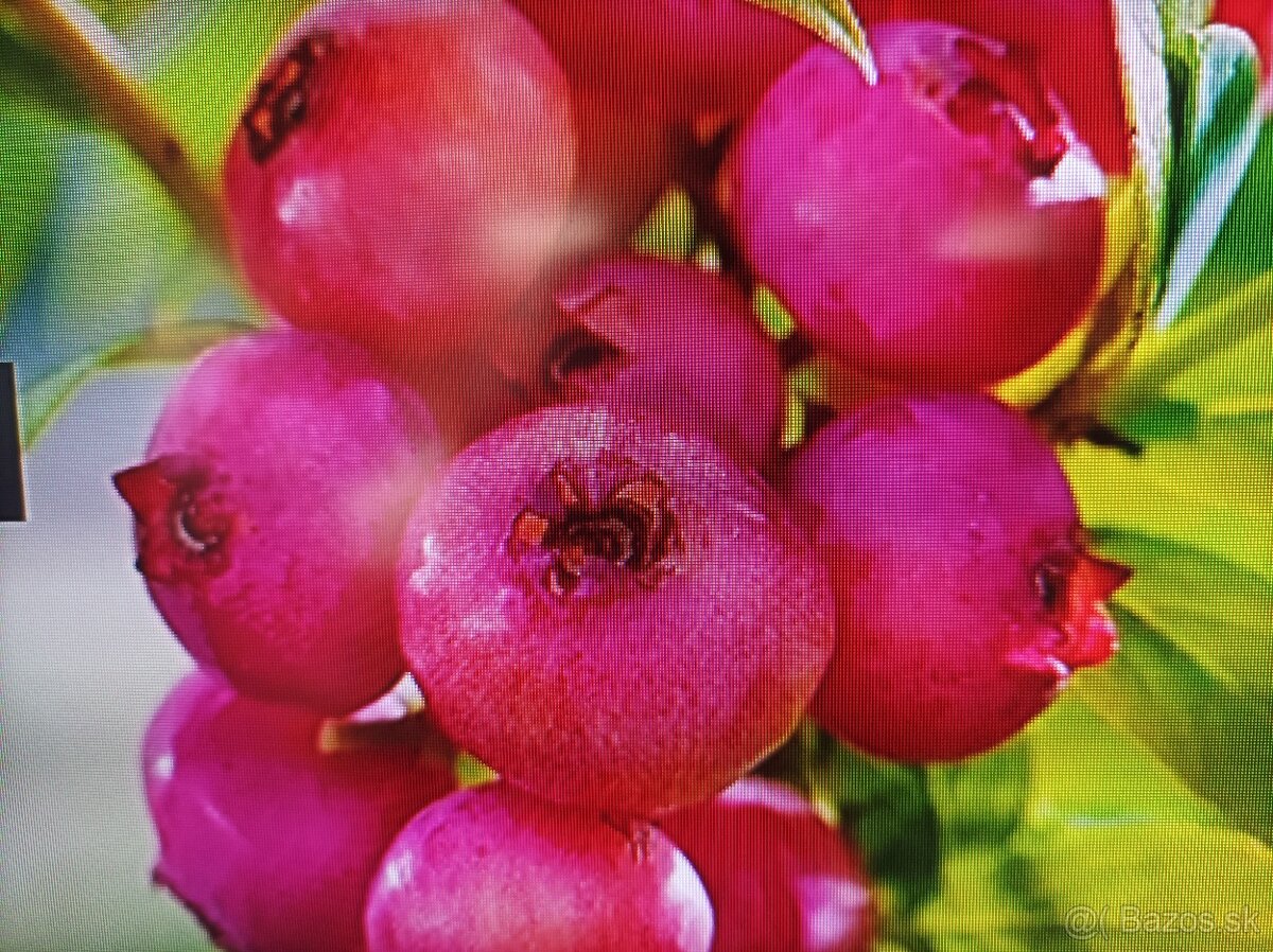 ČUČORIEDKY SADENICE + PINK LEMONADE ČERVENÁ 9 EUR - 4