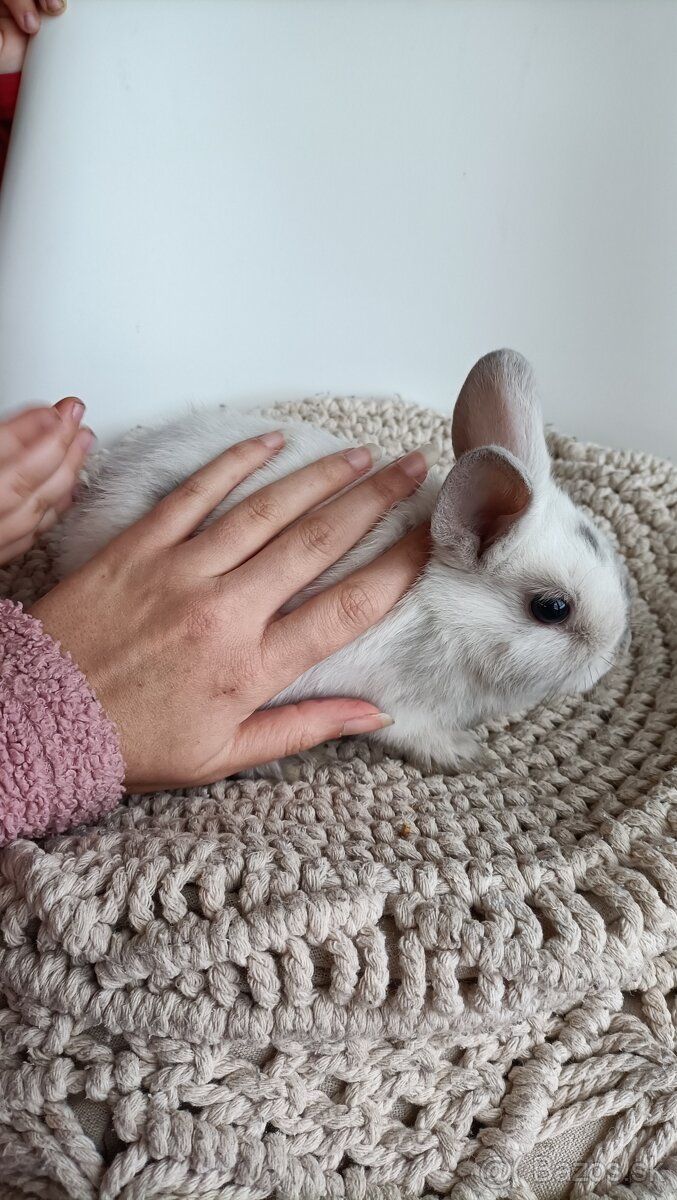 Zdrobnené kraliky - 4