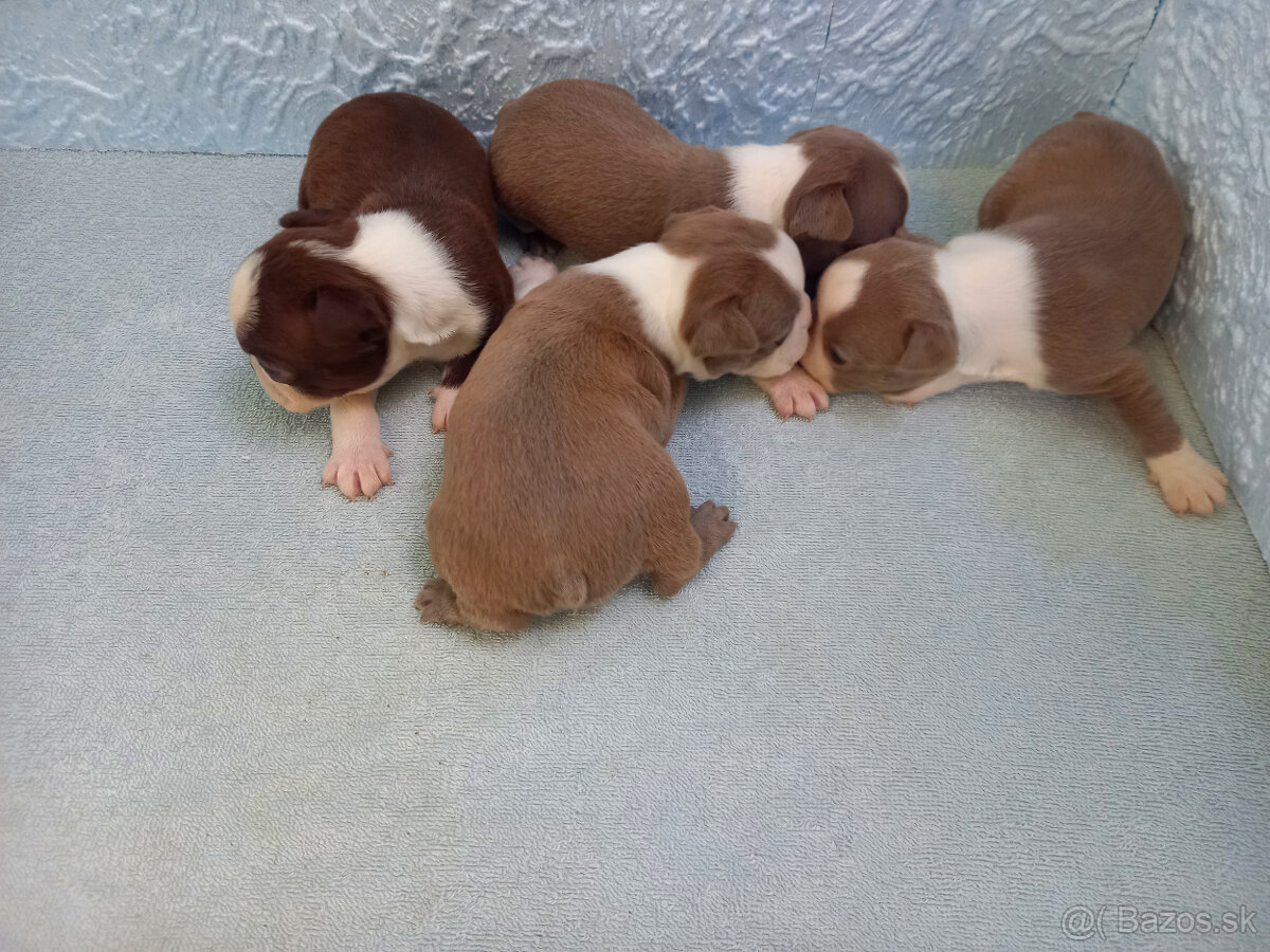 Boston ,Bostonský terrier - 4