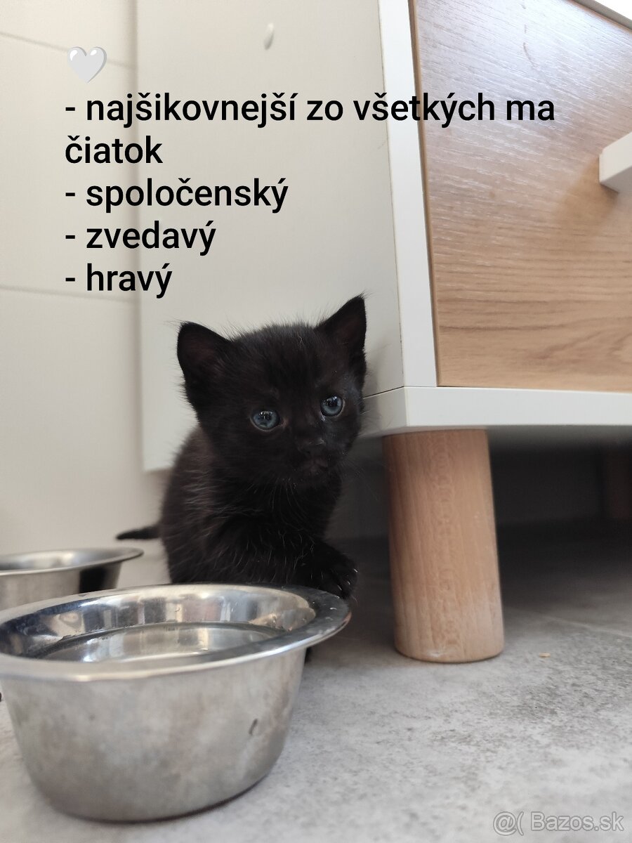 Darujem mačiatko - 4