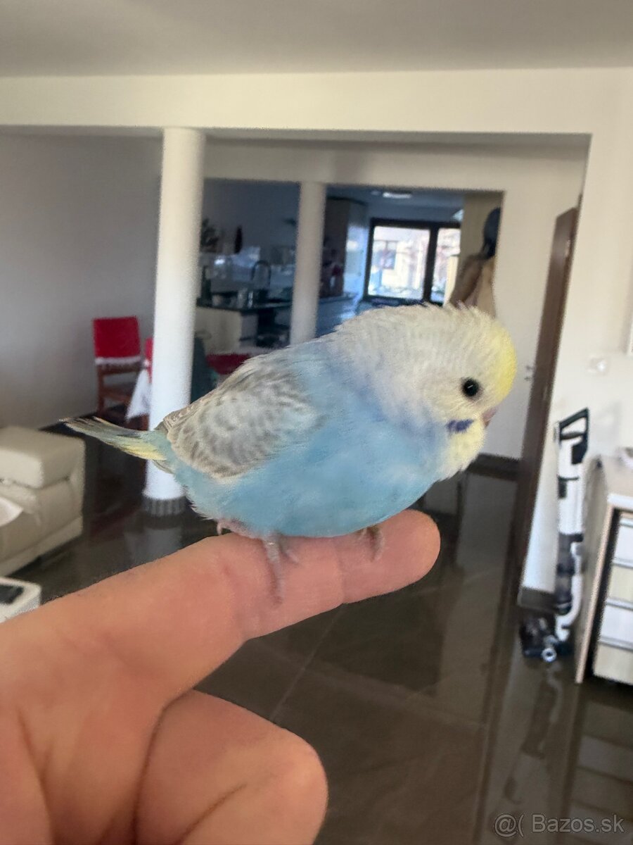 Andulka Maznačik - 4