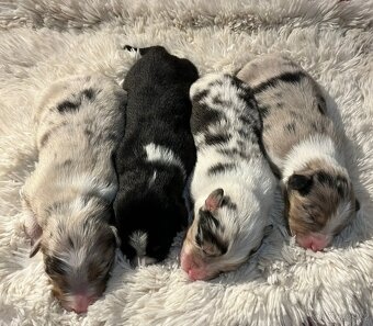 Australský ovčák s PP - 4