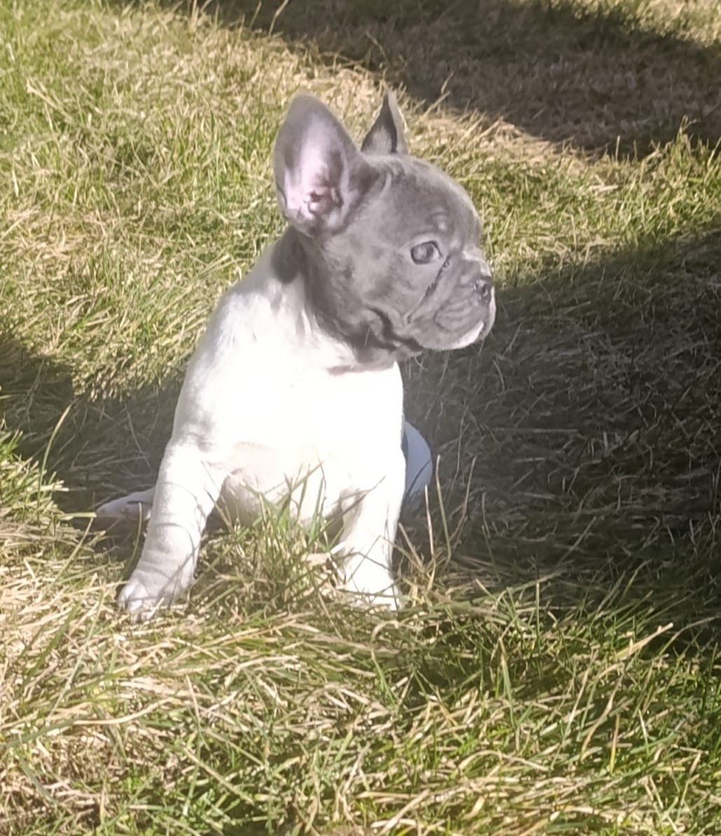 Francuzsky buldoček - 4