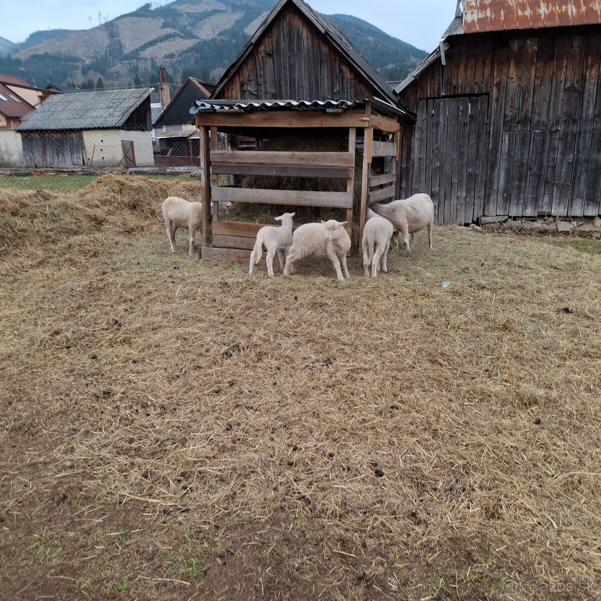 Jahňatá - 4