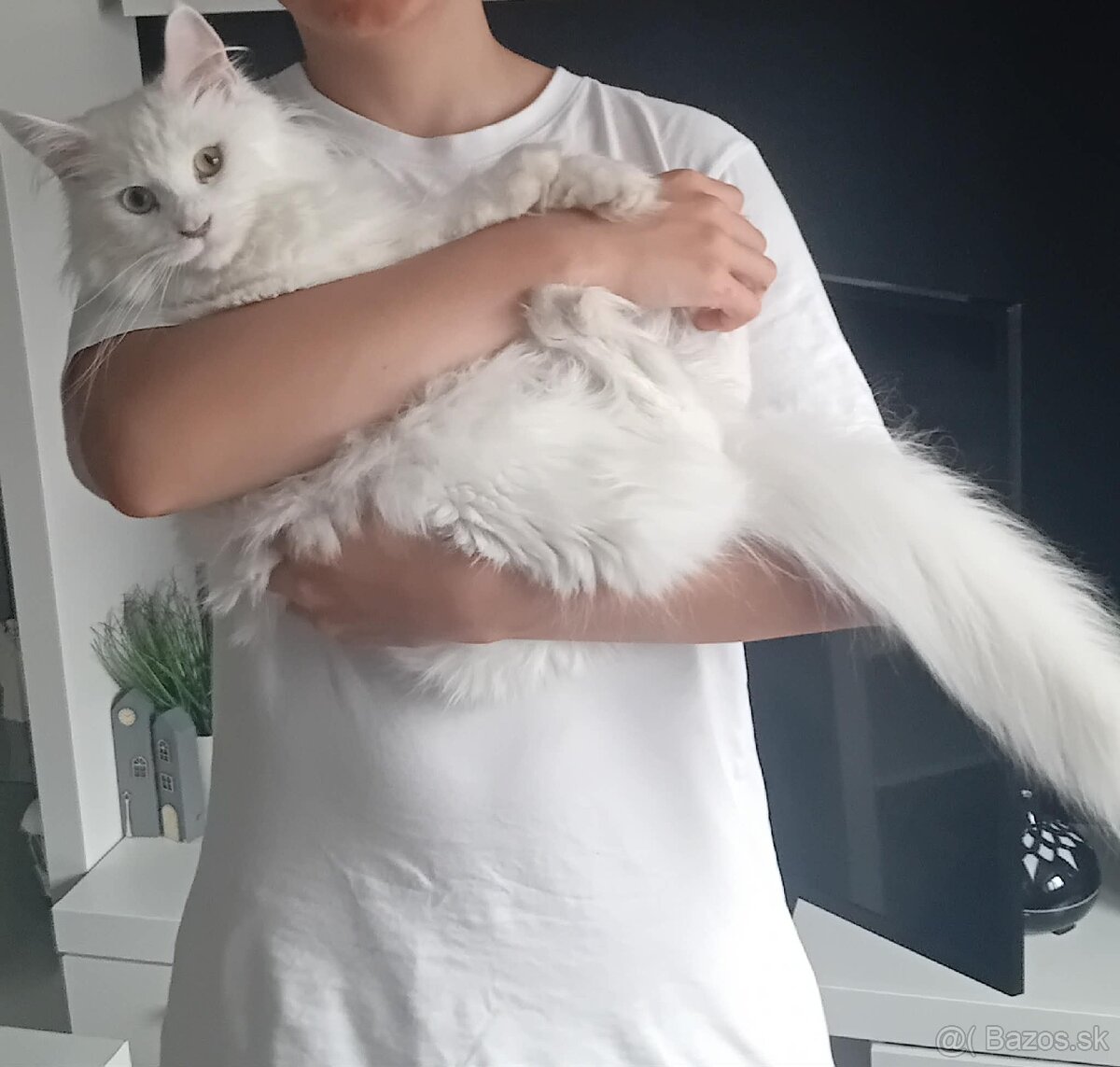 BIELA MAČIČKA MAINE COON - 4
