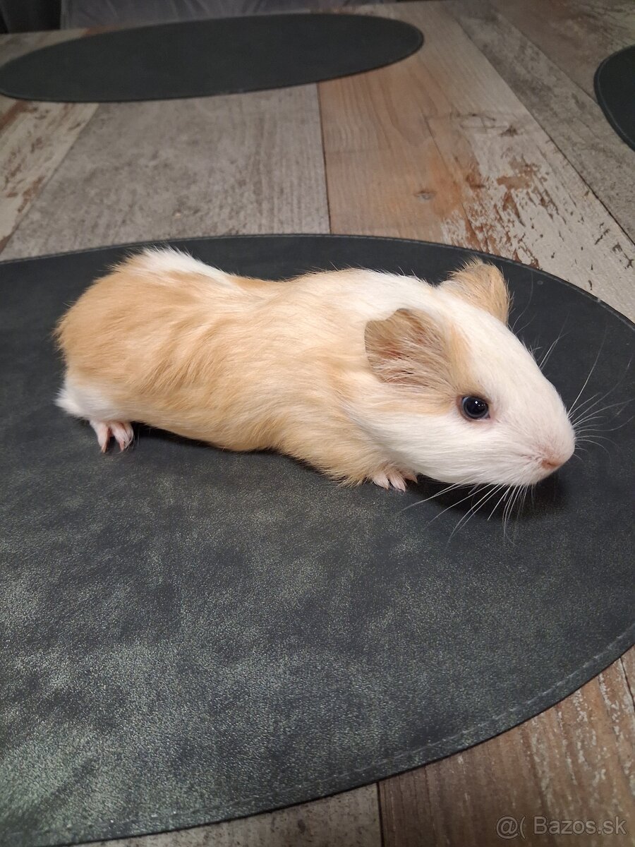 Darujem morčatá - 4