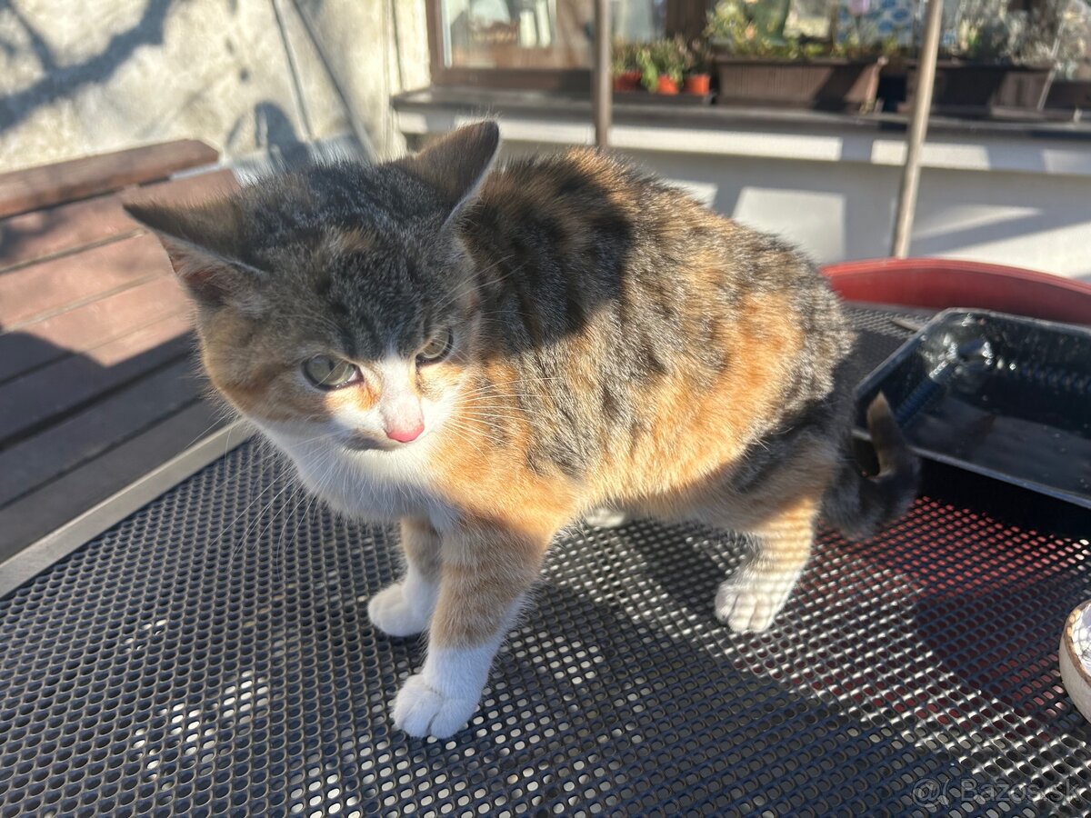 Maciatka darujem - 4