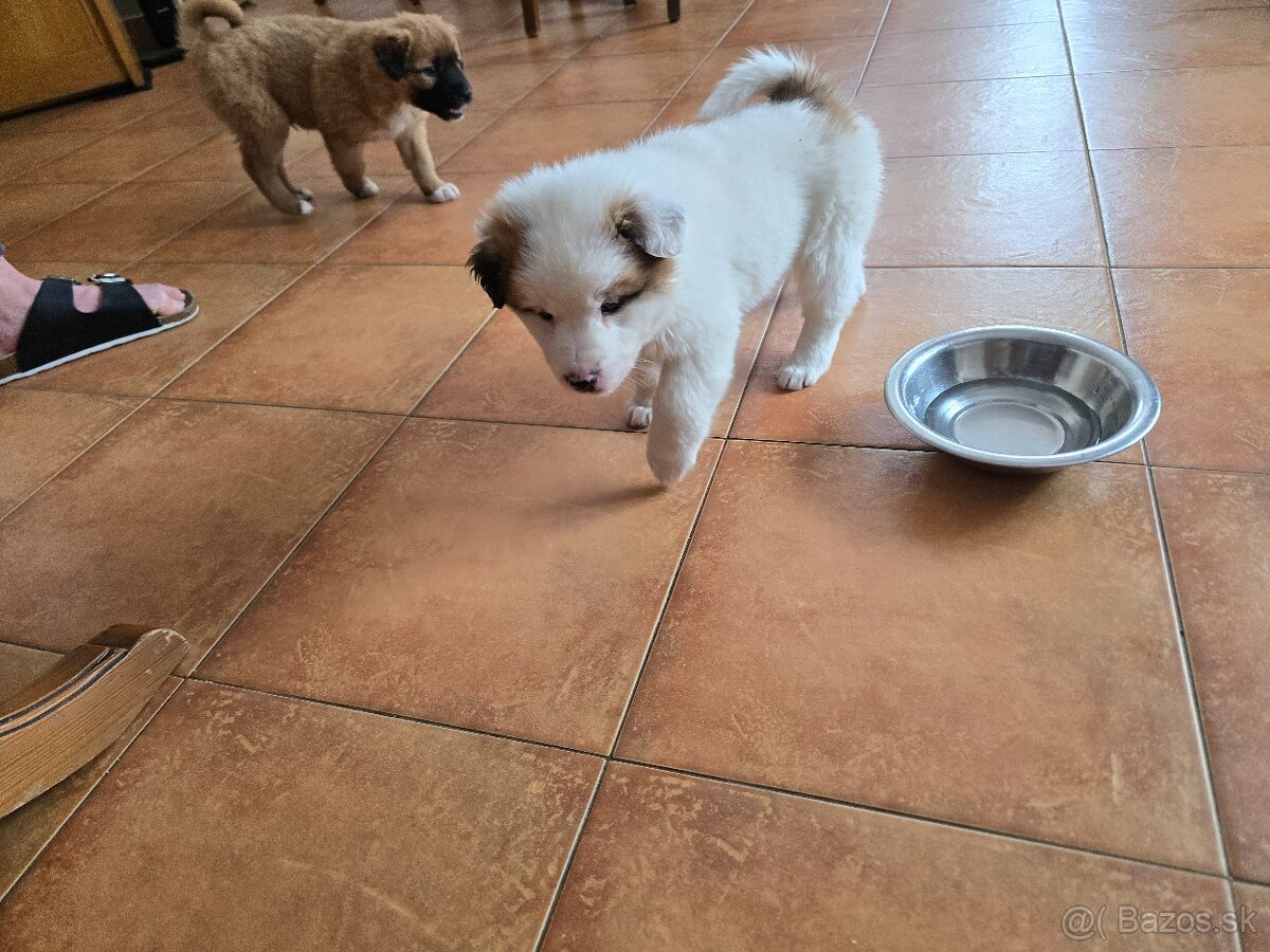 Krásne Šteniatko - 4