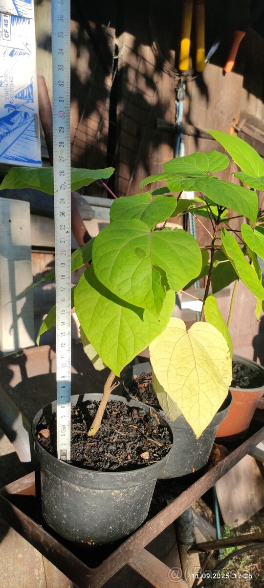 Katalpa nádherná (Catalpa speciosa) - 4