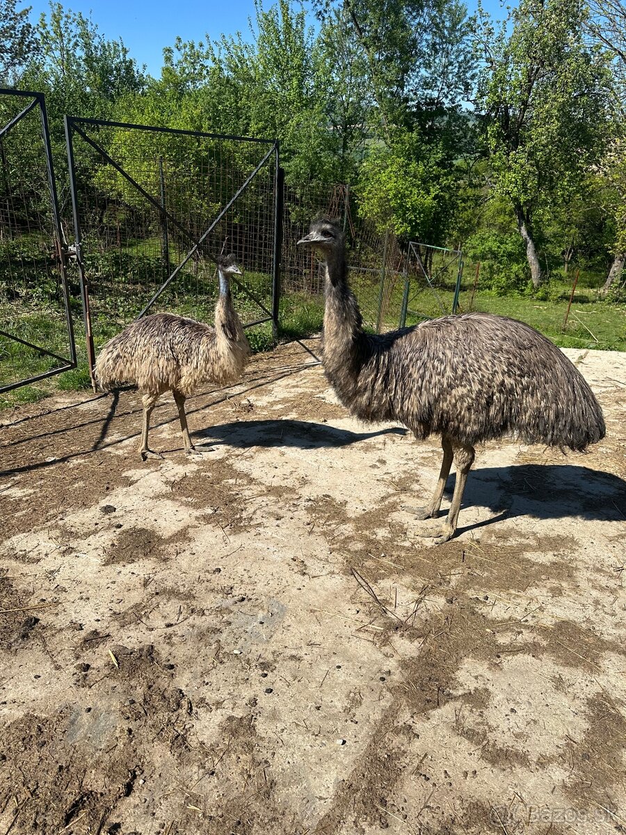 Predám samicu emu hnedý /pštros, pštrosy/ - 4