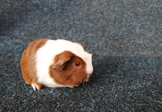 Morča, morčiatka - crested s rodokmeňom z CHS - 4