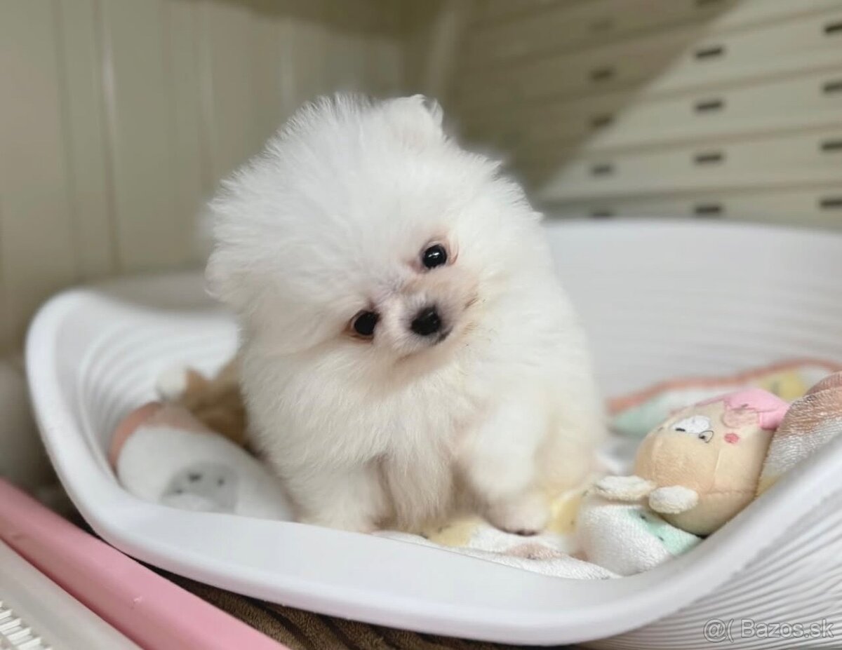 Pomeranian mini 🤍 - 4