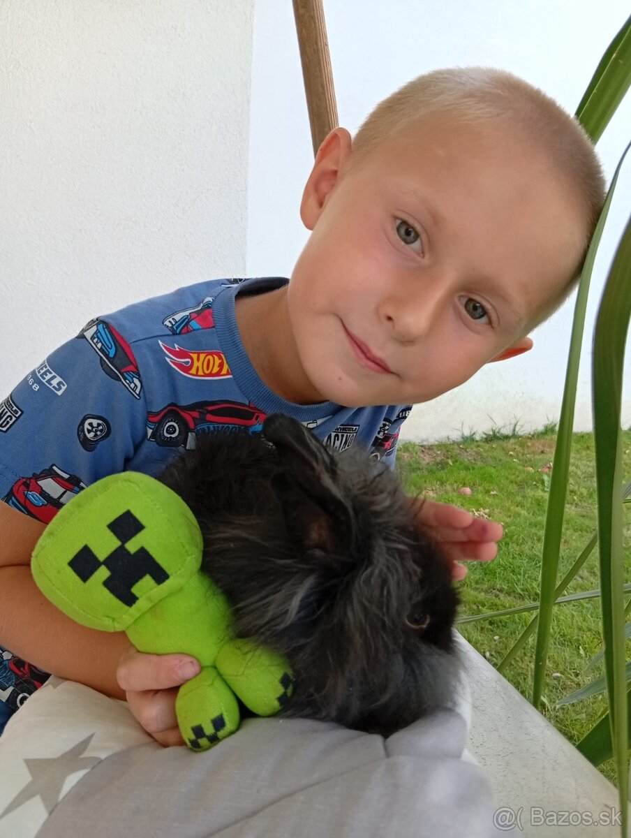 Dlhosrsty zakrsly králik - 4