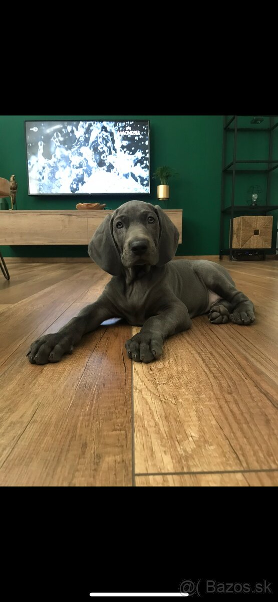 Weimarsky stavač - 4