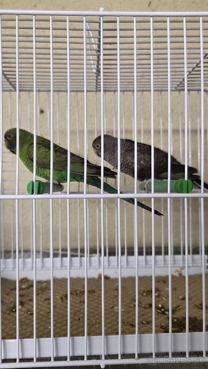 Andulka blackface - 4