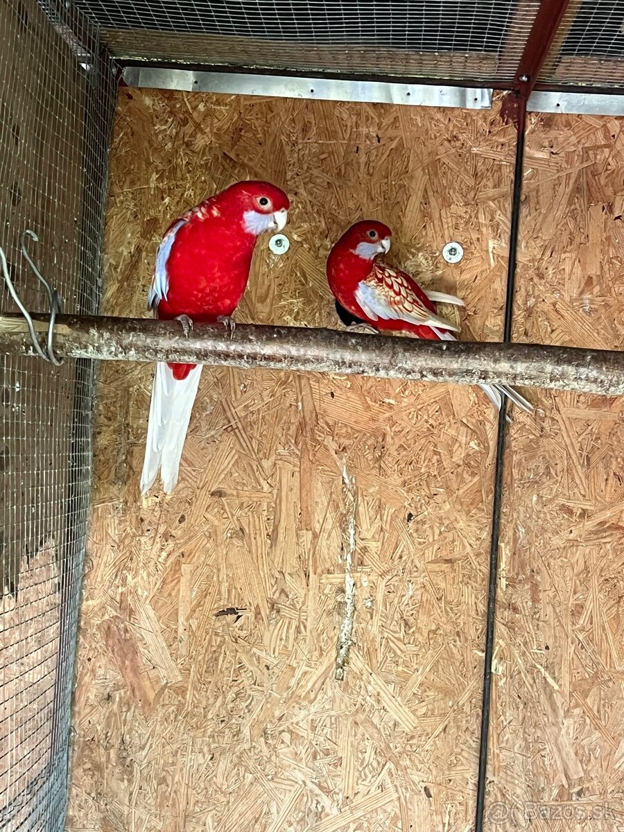 Papagaje rozely penanty pyrura - 4