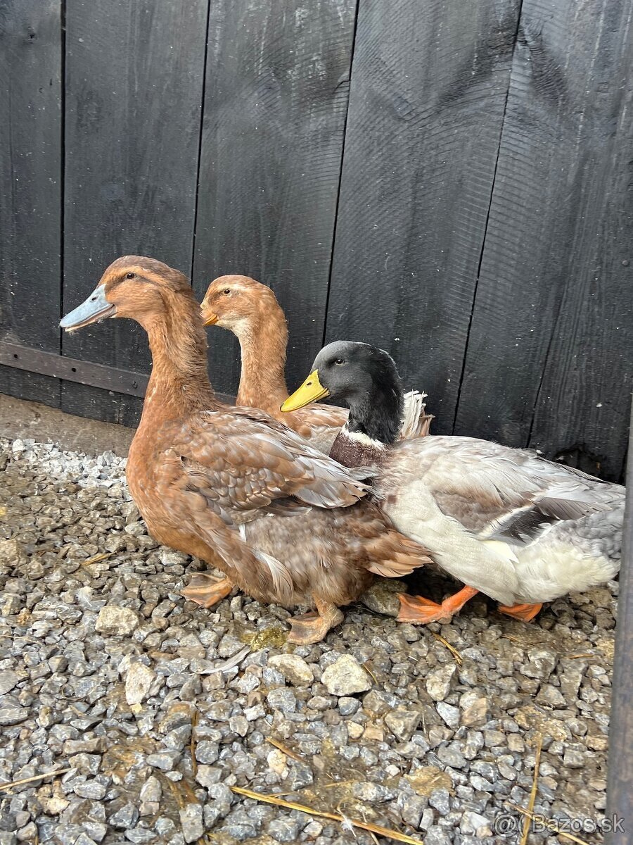Kačice ruánske - 4
