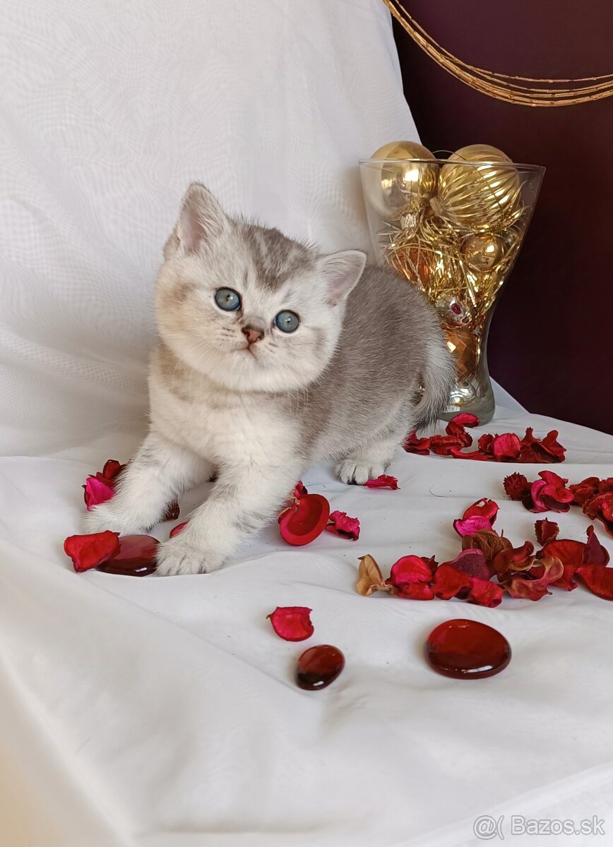 Britske maciatko na rezervácie - 4