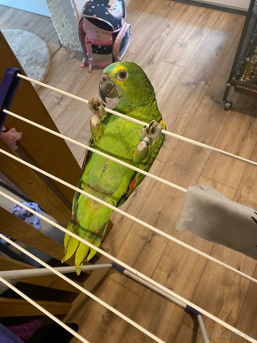 Amazonan modročelý - 4