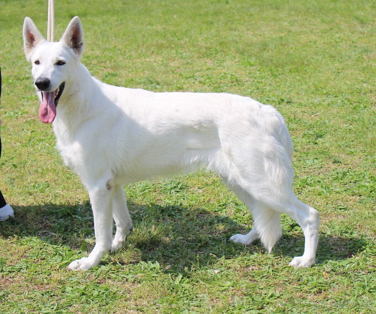 Zimný vrh Biely švajčiarsky ovčiak - 4