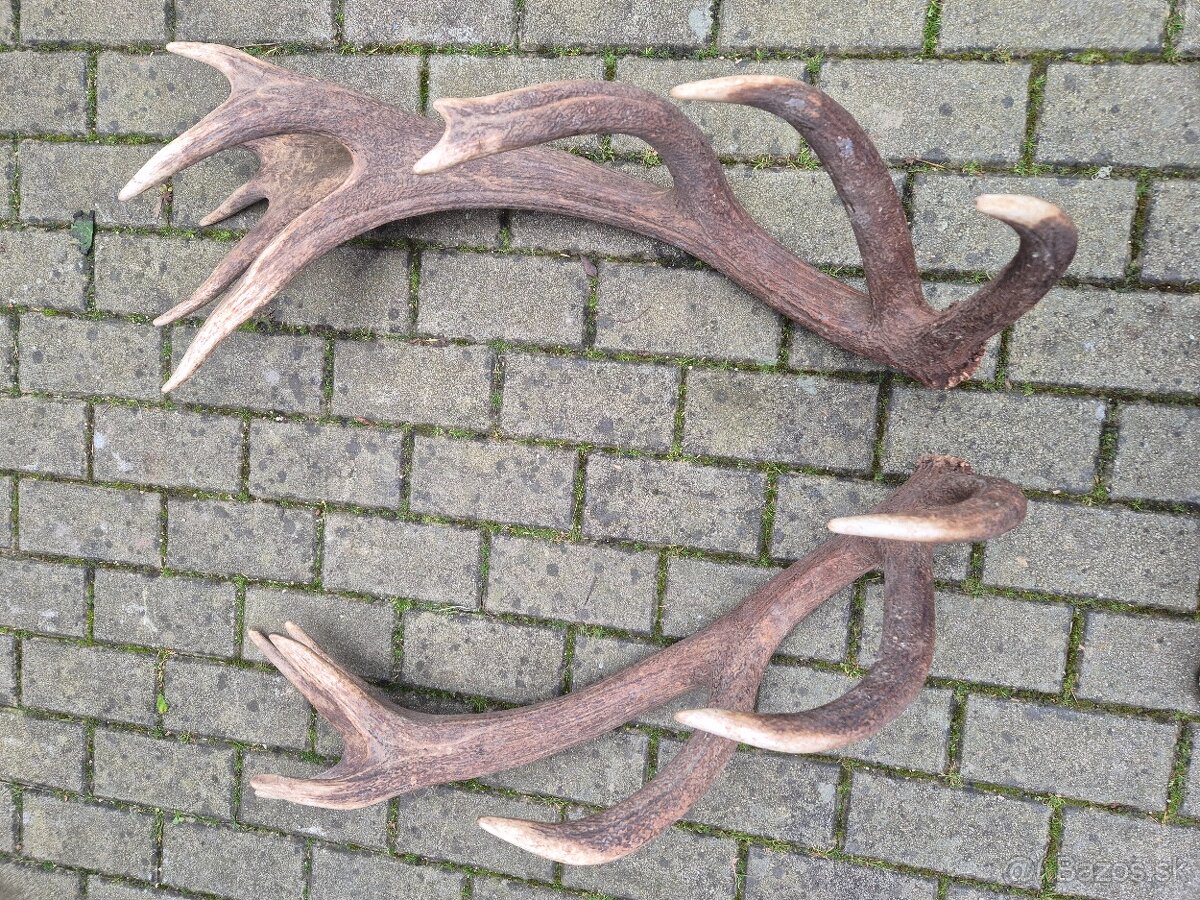 Trofej trofeje paroh parohy parozie zhody - 4