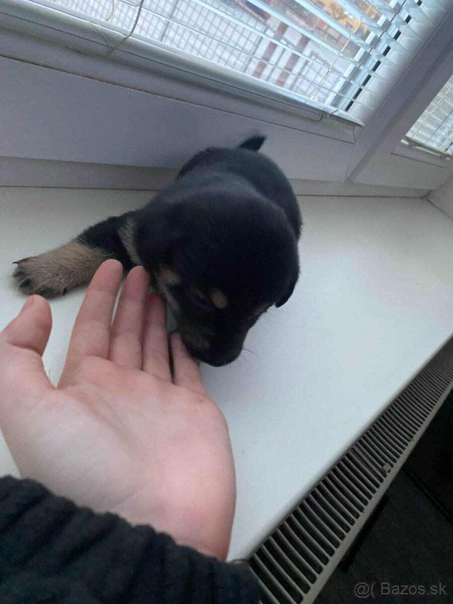 Predám šteniatka jazvecika - 4