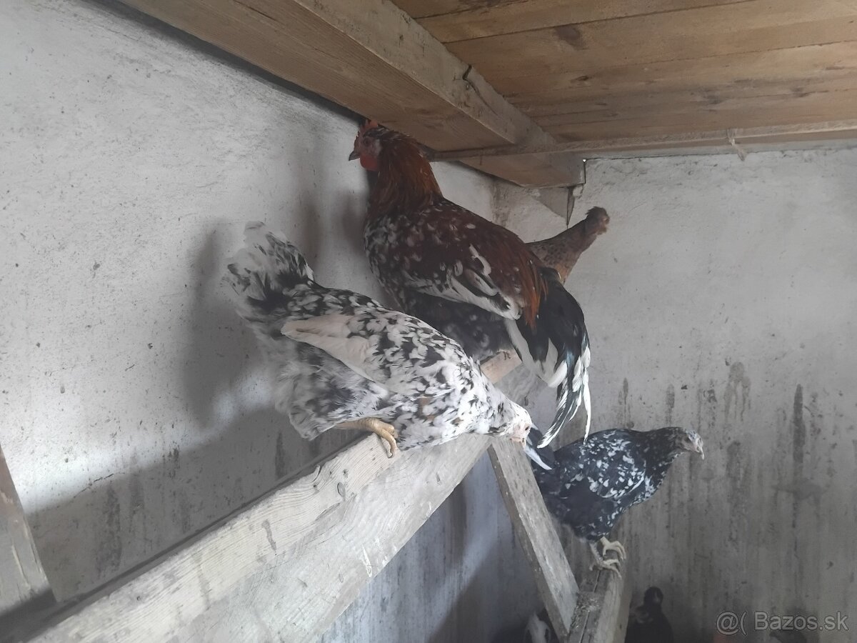 Svedska kvetinka - 4