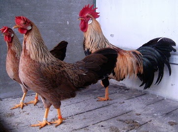 Maranska a vlaška oranžovokrká - 4