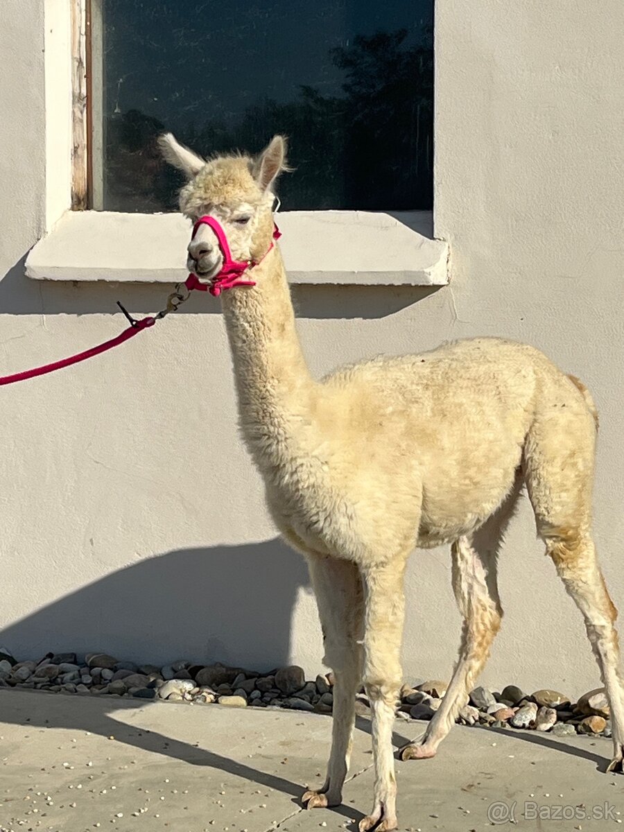 VÝHODNÁ CENA Alpaka samica - 4