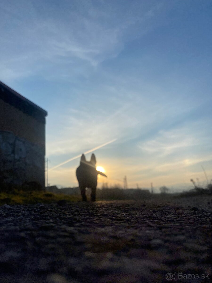 DARUJEM PSÍKA DO DOBRÝCH RÚK - 4