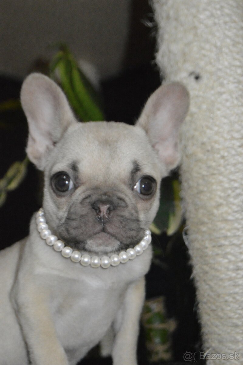 Francúzsky buldoček s pp - 4