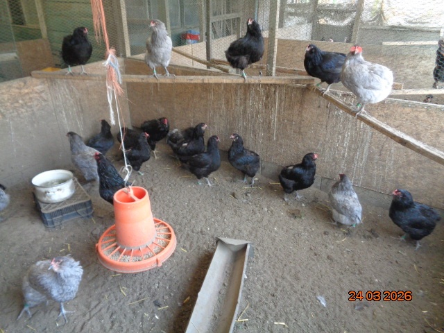 Sliepky Araukana - 4