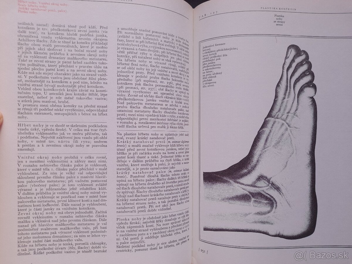 Anatomie pro výtvarníky - 4