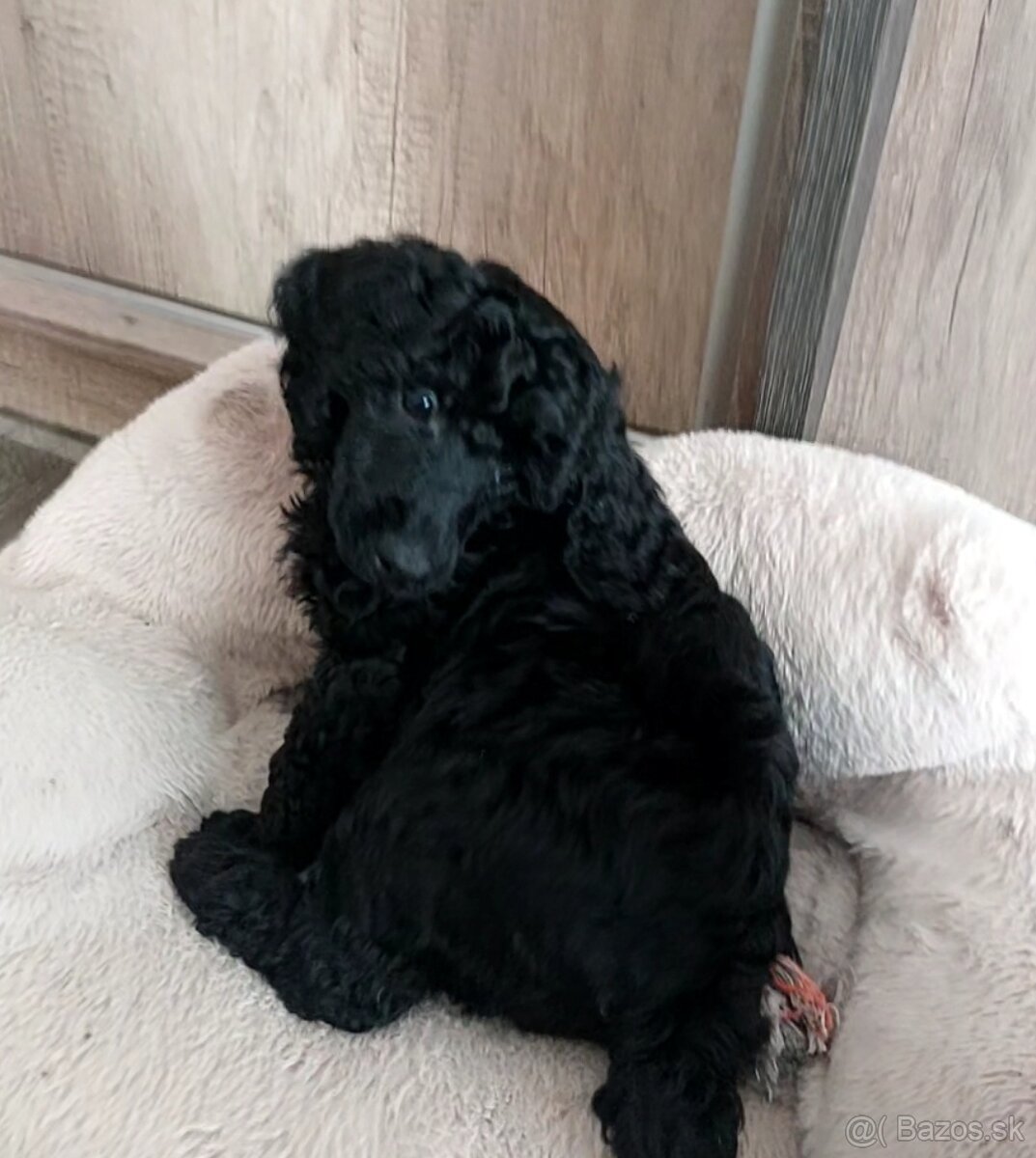 Pudel pudlik toy/trpaslík s PP - 4