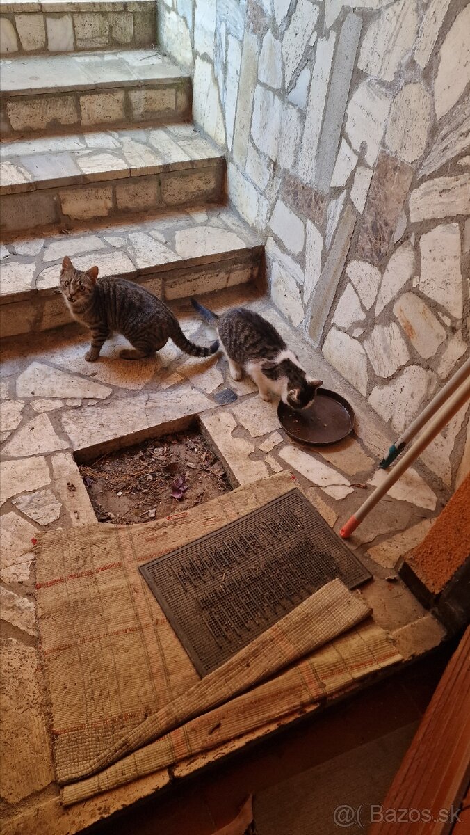 Darujem mačiatka - 4