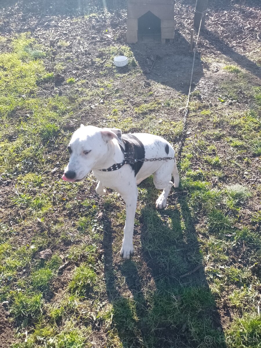 Predám psa - 4