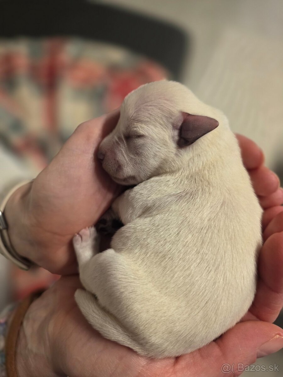 Bradáč malý biely - 4